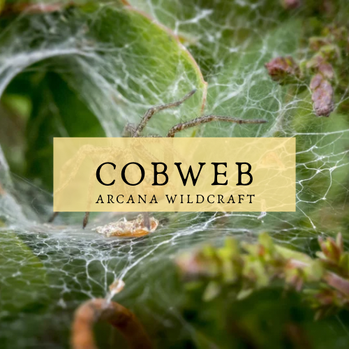 Cobweb