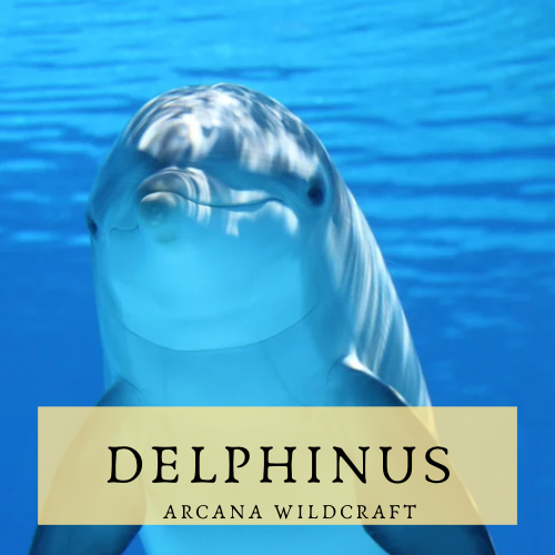 Delphinus
