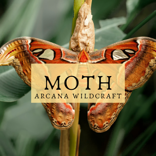Moth