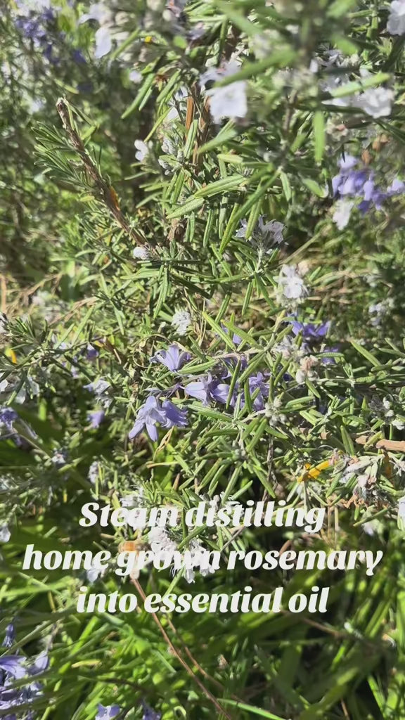 Vines Reclaim the World Perfume – Arcana Wildcraft